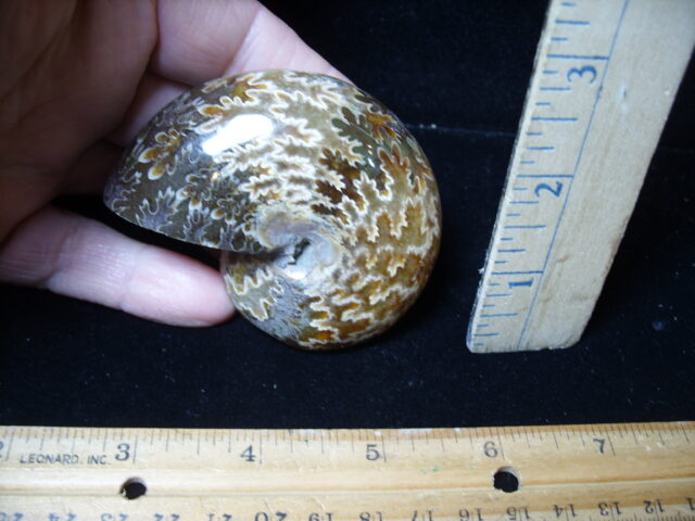 Whole Polished Ammonite (021325b)