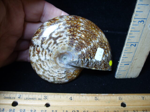 Whole Polished Ammonite (021325c)