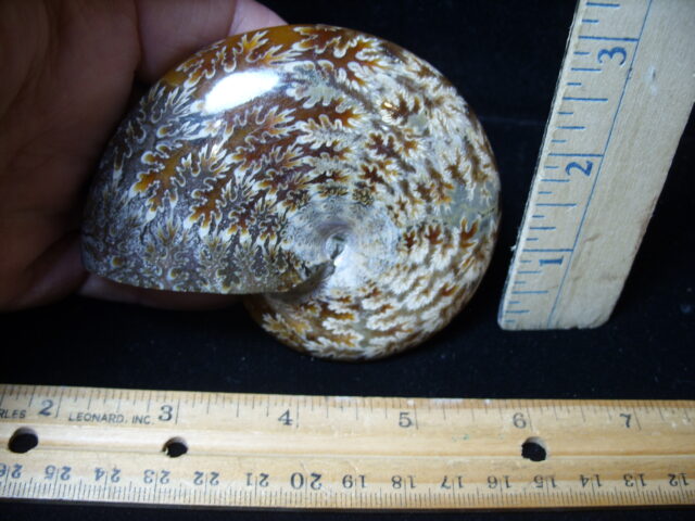 Whole Polished Ammonite (021325c) - Image 2