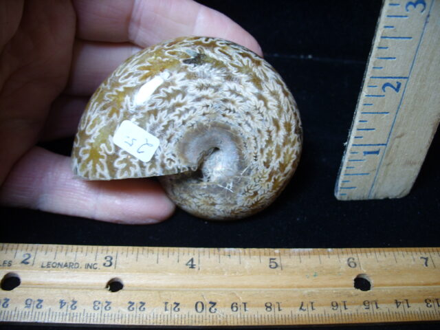 Whole Polished Ammonite (021325d)