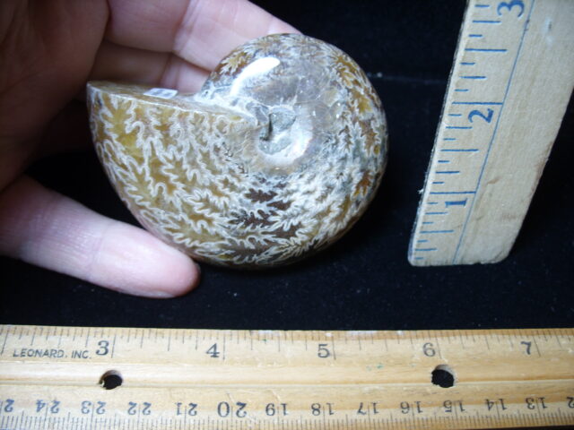 Whole Polished Ammonite (021325d) - Image 2