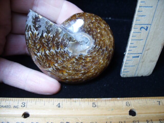 Whole Polished Ammonite (021325e)