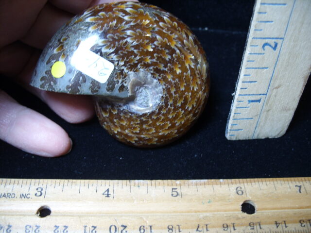 Whole Polished Ammonite (021325e) - Image 2