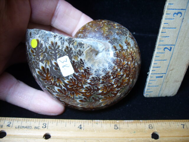 Whole Polished Ammonite (021325g)