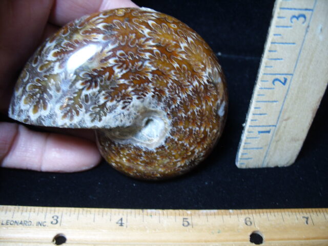 Whole Polished Ammonite (021325g) - Image 2