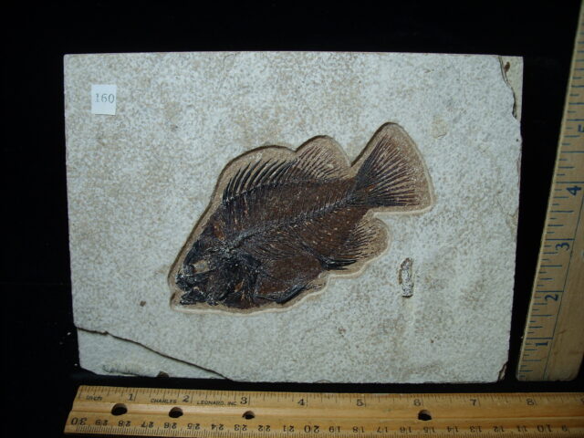 Priscacara  Fossil Fish  (021325h)