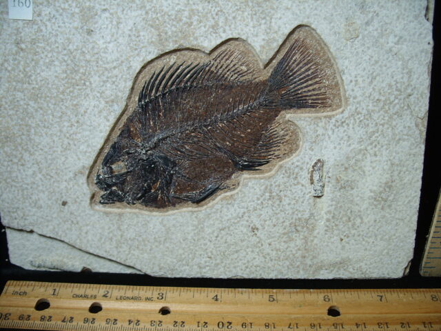 Priscacara  Fossil Fish  (021325h) - Image 2