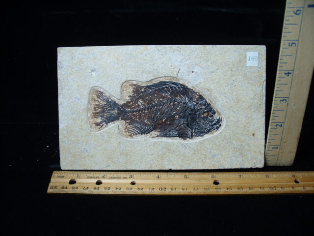 Priscacara  Fossil Fish  (021325j)