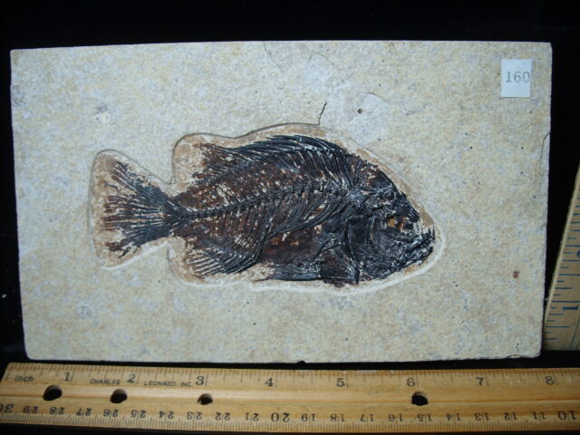 Priscacara  Fossil Fish  (021325j) - Image 2