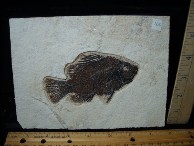 Priscacara  Fossil Fish  (021325k)