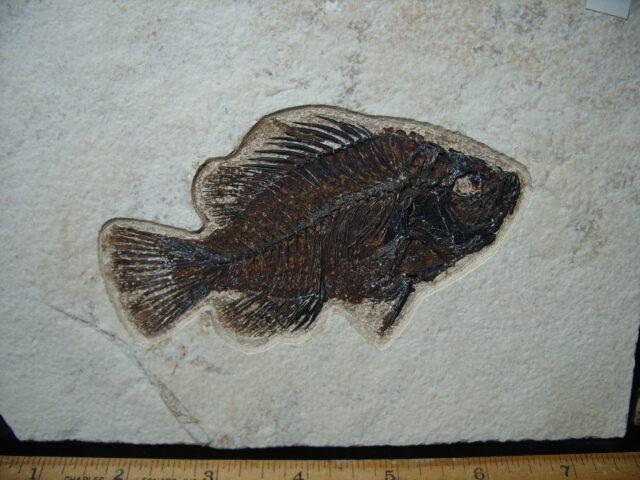 Priscacara  Fossil Fish  (021325k) - Image 2