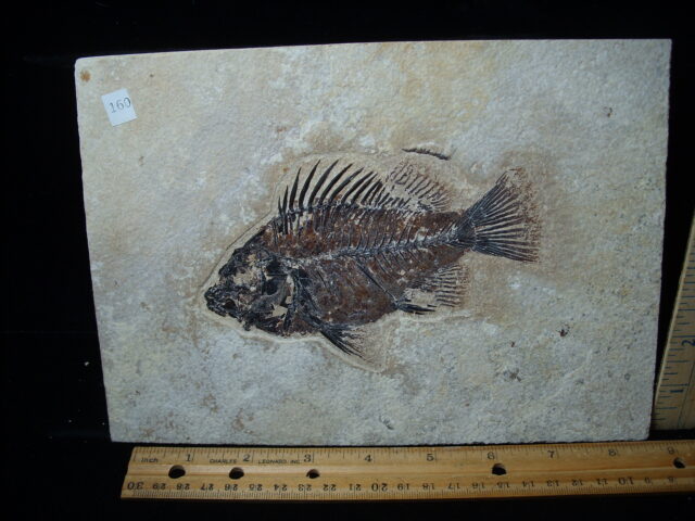 Priscacara  Fossil Fish  (021325m)