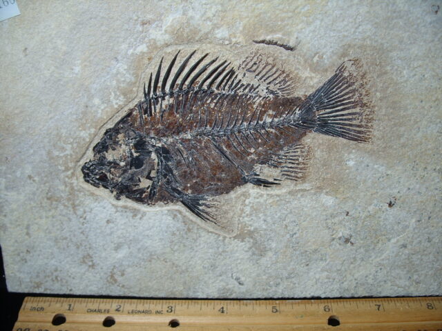 Priscacara  Fossil Fish  (021325m) - Image 2