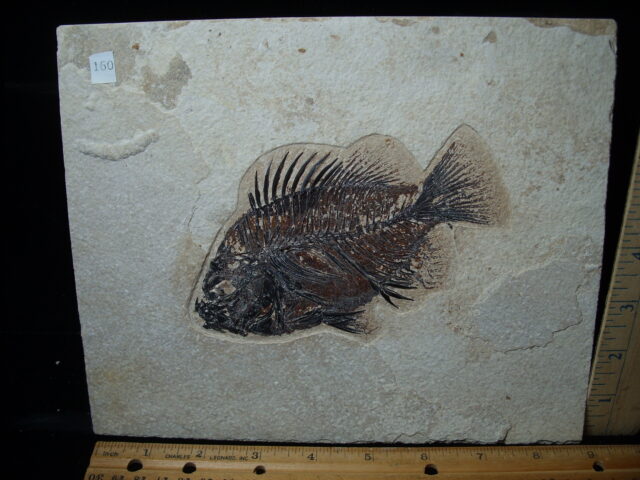 Priscacara  Fossil Fish  (021325n)