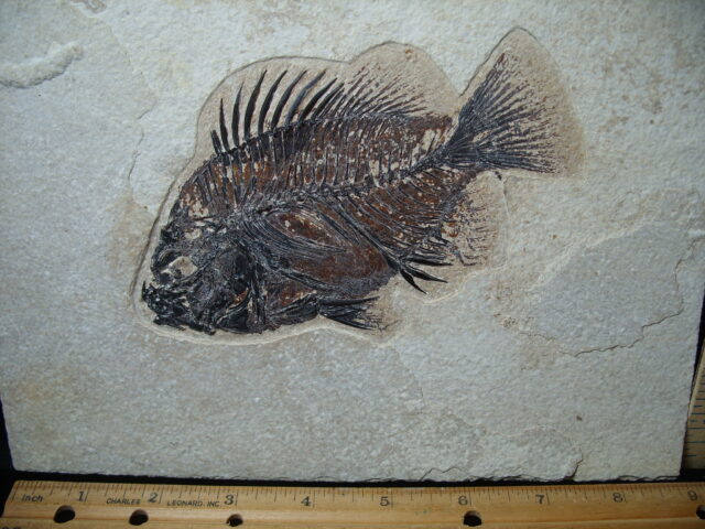 Priscacara  Fossil Fish  (021325n) - Image 2