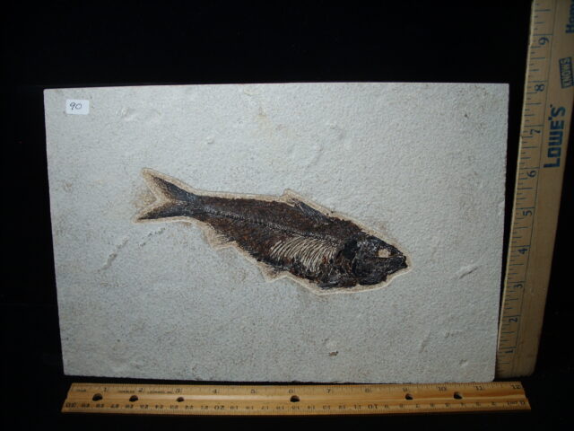 Knightia Fossil  Fish  (021325p)