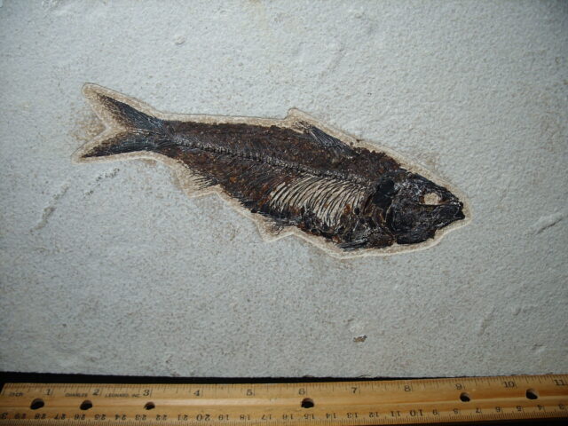 Knightia Fossil  Fish  (021325p) - Image 2