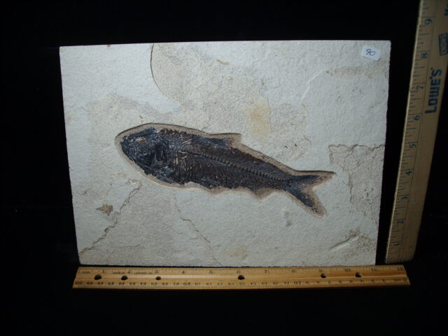 Knightia Fossil  Fish  (021325r)