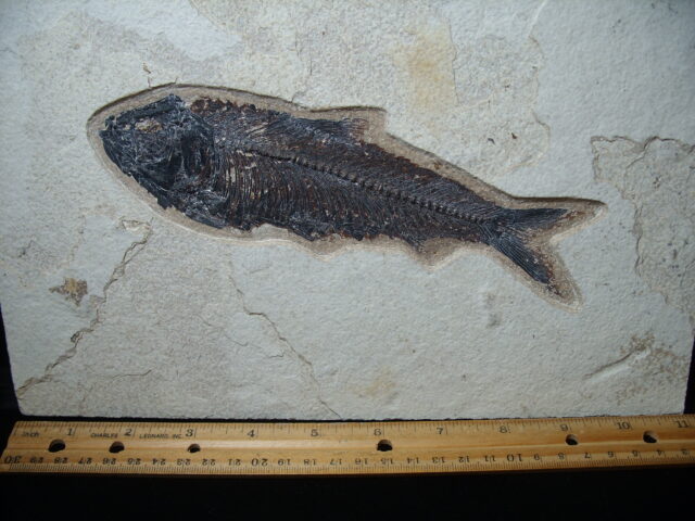 Knightia Fossil  Fish  (021325r) - Image 2