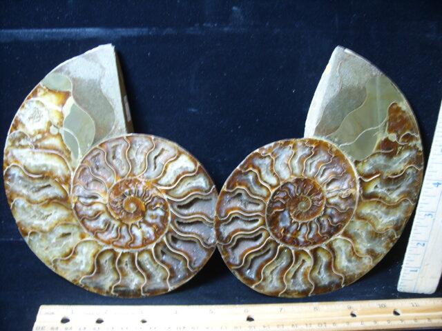 Extra Large Sliced & Polished Ammonite  (021325t)