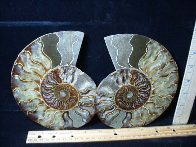 Extra Large Sliced & Polished Ammonite  (021325w)