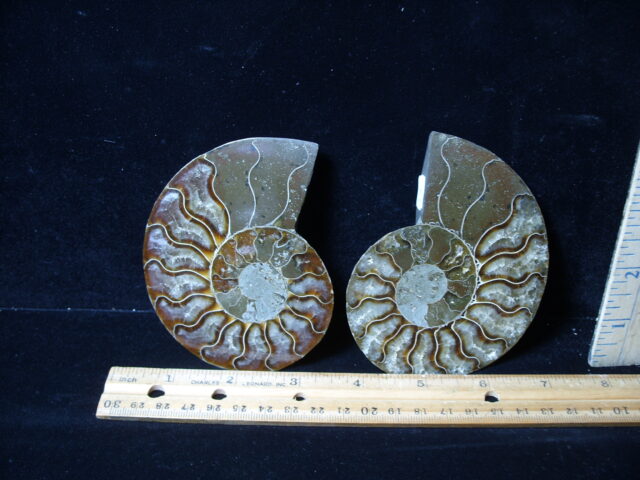 Sliced & Polished Ammonite  (021425b)