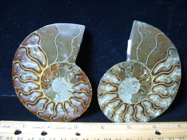 Sliced & Polished Ammonite  (021425b) - Image 2