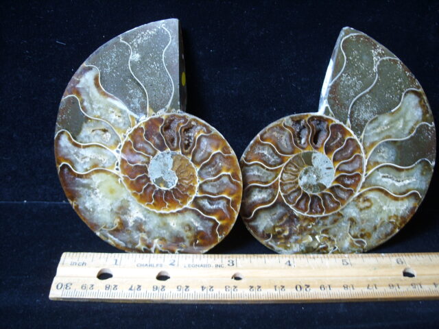 Sliced & Polished Ammonite  (021425c)