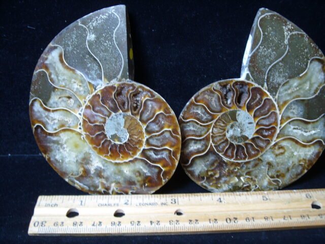 Sliced & Polished Ammonite  (021425c) - Image 2