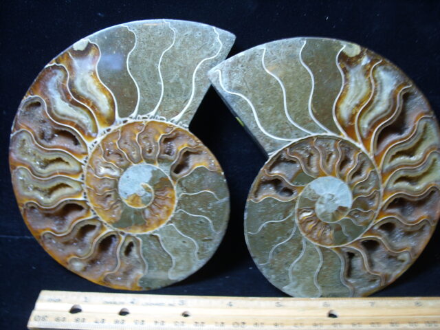 Extra Large Sliced & Polished Ammonite  (021425d)