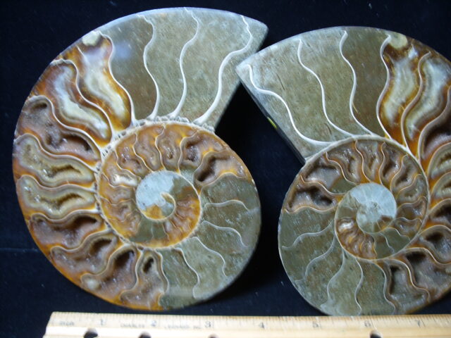 Extra Large Sliced & Polished Ammonite  (021425d) - Image 2