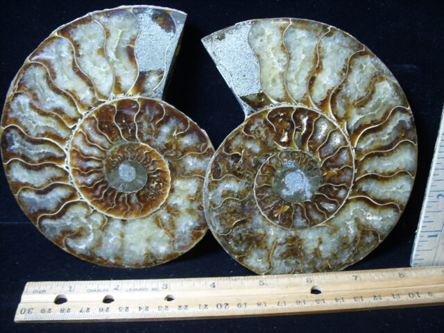 Sliced & Polished Ammonite  (021425f)