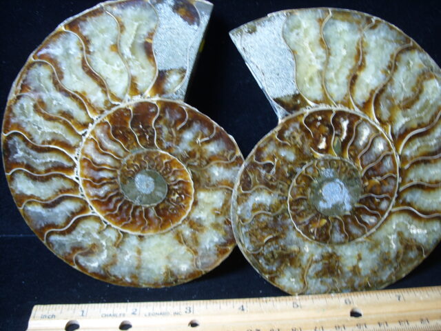 Sliced & Polished Ammonite  (021425f) - Image 2