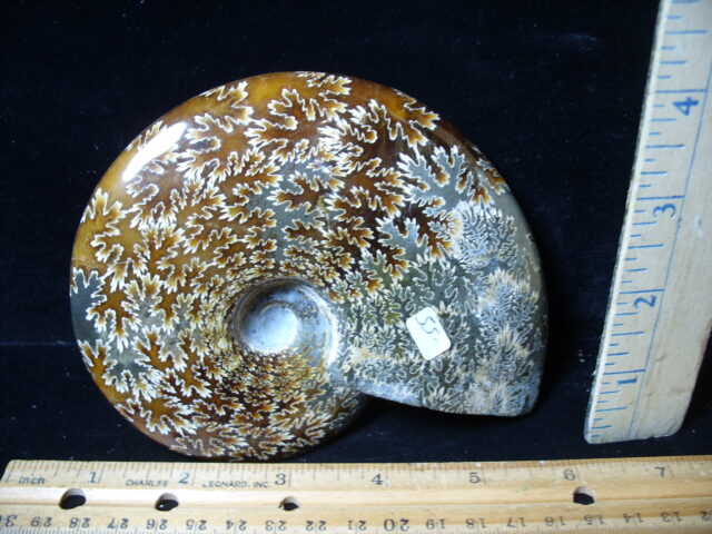 Polished Ammonite  (021525a)