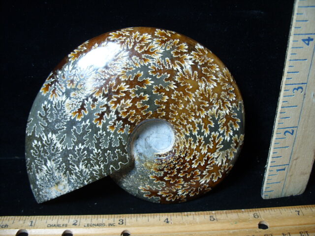 Polished Ammonite  (021525a) - Image 2