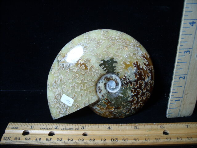 Polished Ammonite  (021525b)