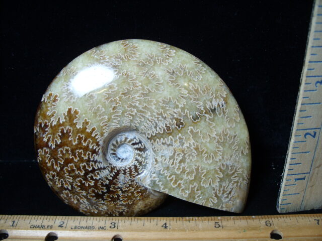 Polished Ammonite  (021525b) - Image 2