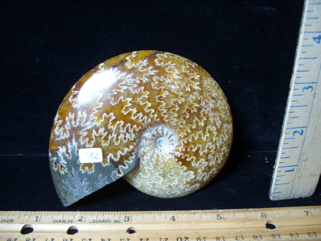 Polished Ammonite  (021525c)