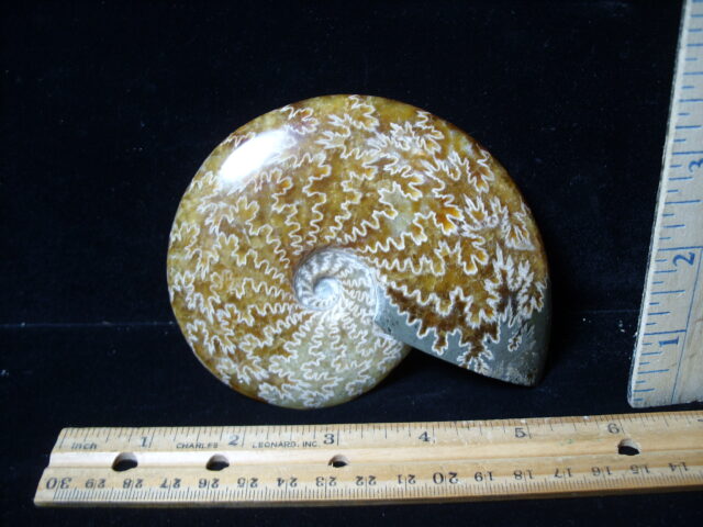 Polished Ammonite  (021525c) - Image 2