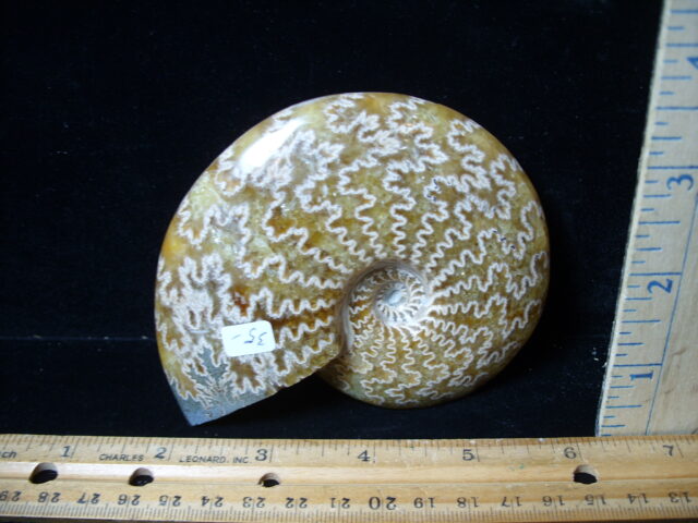 Polished Ammonite  (021525d)