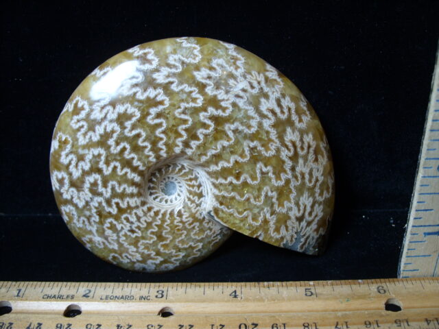 Polished Ammonite  (021525d) - Image 2