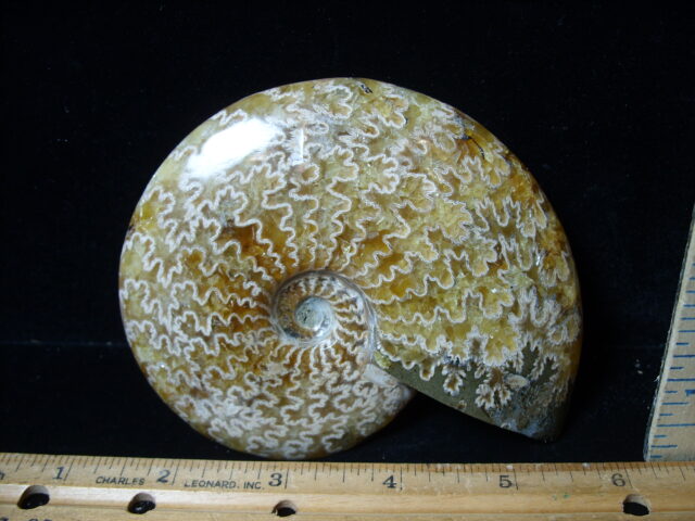 Polished Ammonite  (021525e)