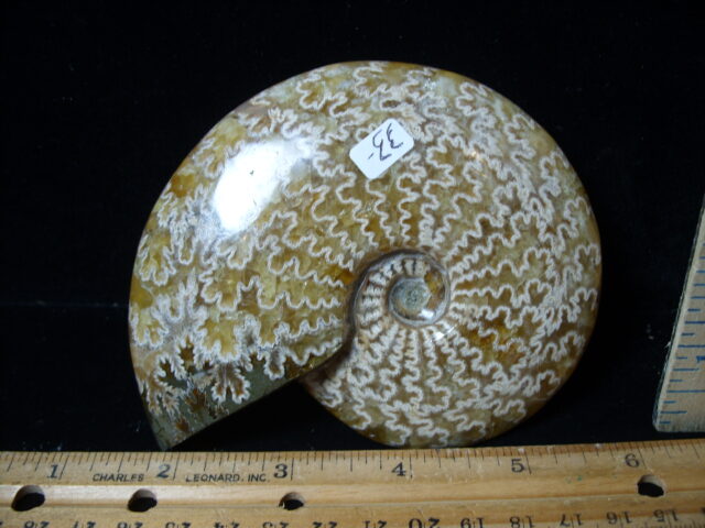 Polished Ammonite  (021525e) - Image 2