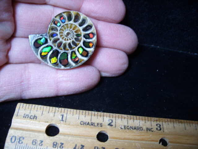 Ammonite/Ammolite  Specimen (021525g) - Image 2