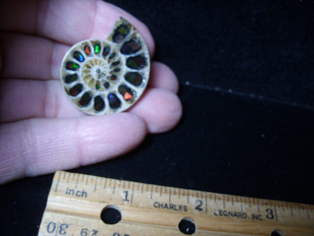 Ammonite/Ammolite  Specimen (021525hh)