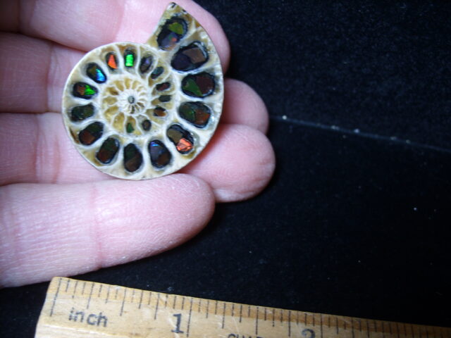 Ammonite/Ammolite  Specimen (021525hh) - Image 2