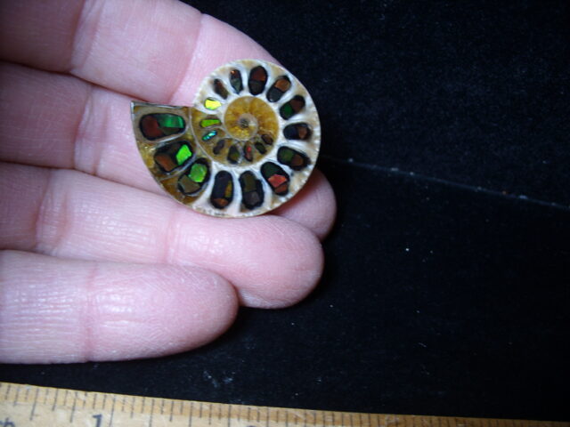 Ammonite/Ammolite  Specimen (021525kk)