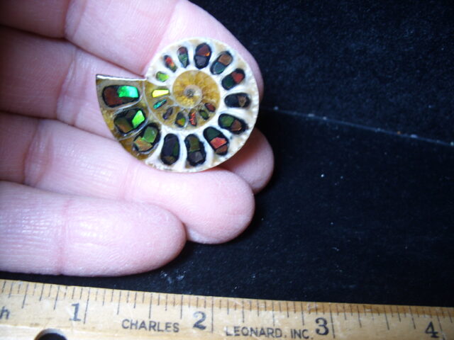 Ammonite/Ammolite  Specimen (021525kk) - Image 2