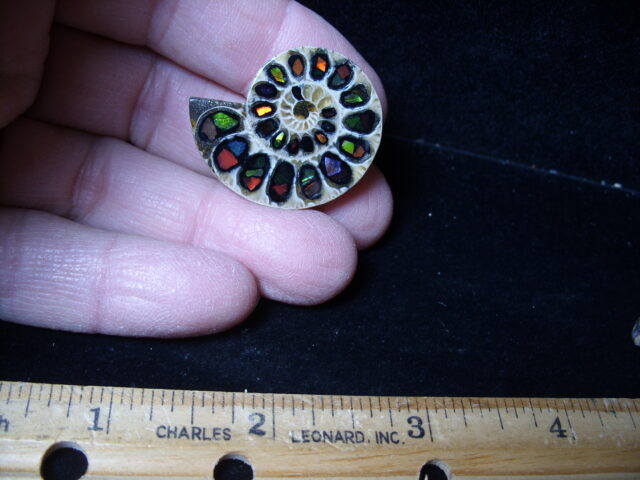 Ammonite/Ammolite  Specimen (021525mm)