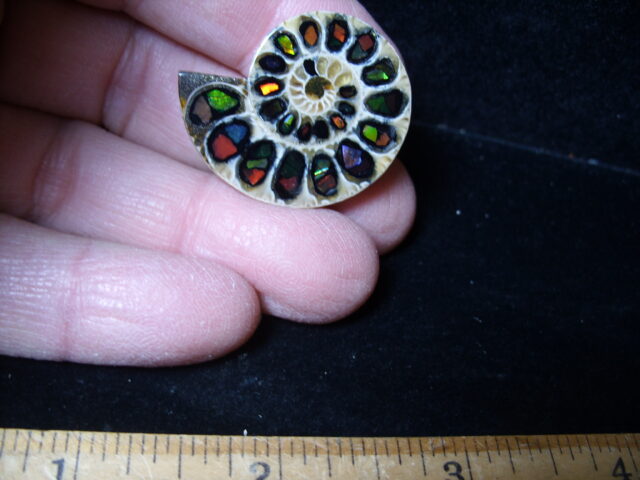 Ammonite/Ammolite  Specimen (021525mm) - Image 2